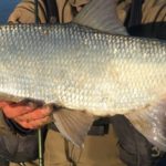 Una nuova specie ittica nel lago di Corbara.