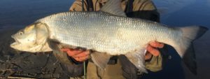 Una nuova specie ittica nel lago di Corbara.