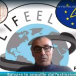 Salviamo le anguille dall’estinzione.  Intervista al Prof. Oliviero Mordenti ricercatore in acquacoltura – Università Bologna.